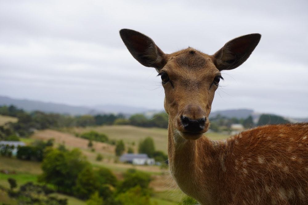 brown deer on green grass field during daytime