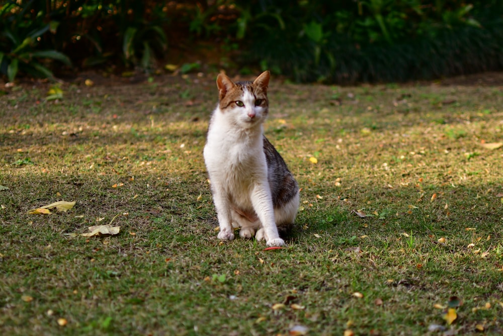 white and brown cat on green grass field during daytime