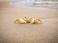 Crabcraze’s colorful and playful beachwear laid out on a sandy shore with ocean waves in the background.
