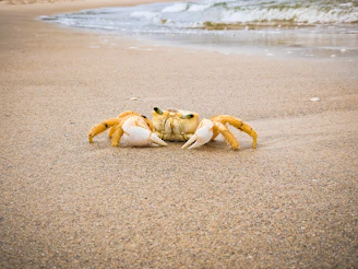 Crabcraze’s colorful and playful beachwear laid out on a sandy shore with ocean waves in the background.