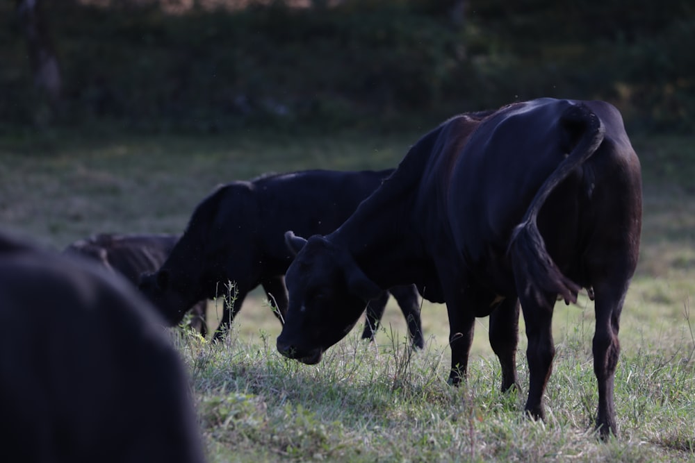 black cow on green grass field during daytime