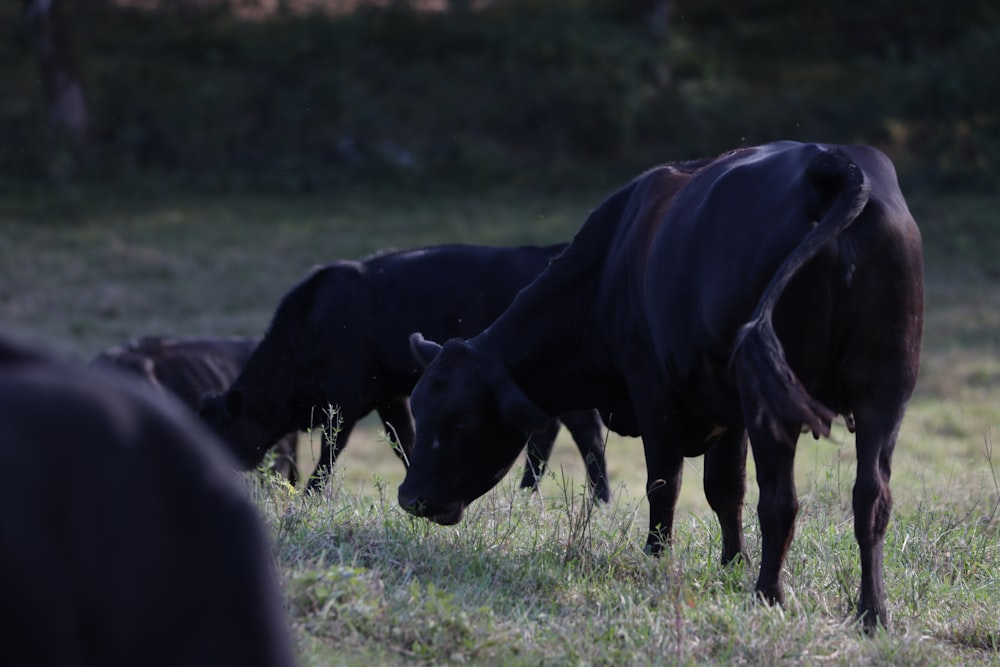 Vaca negra en campo de hierba verde durante el día