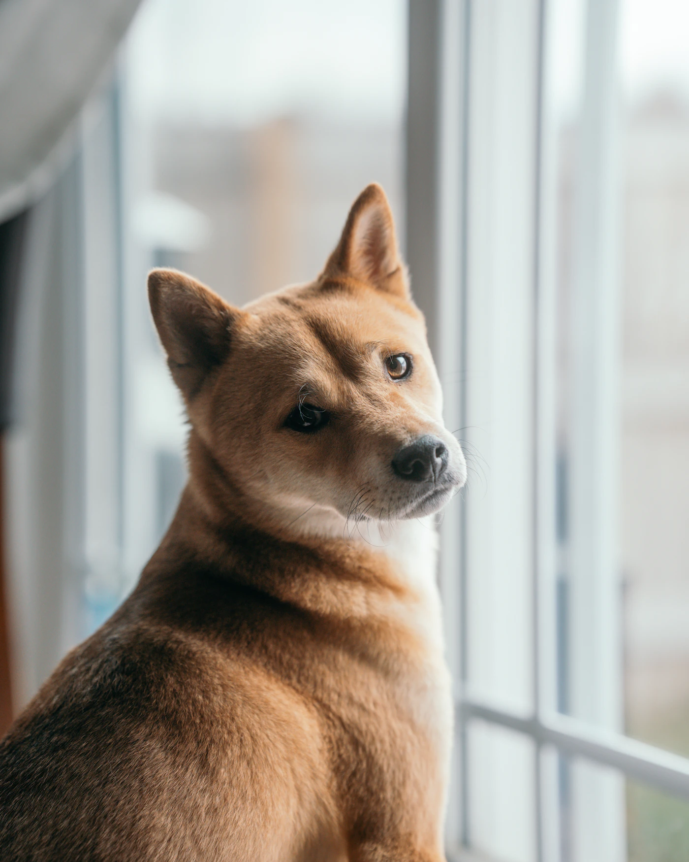 A red and white Shiba Inu dog sitting calmly by a bright apartment window looking over its shoulder