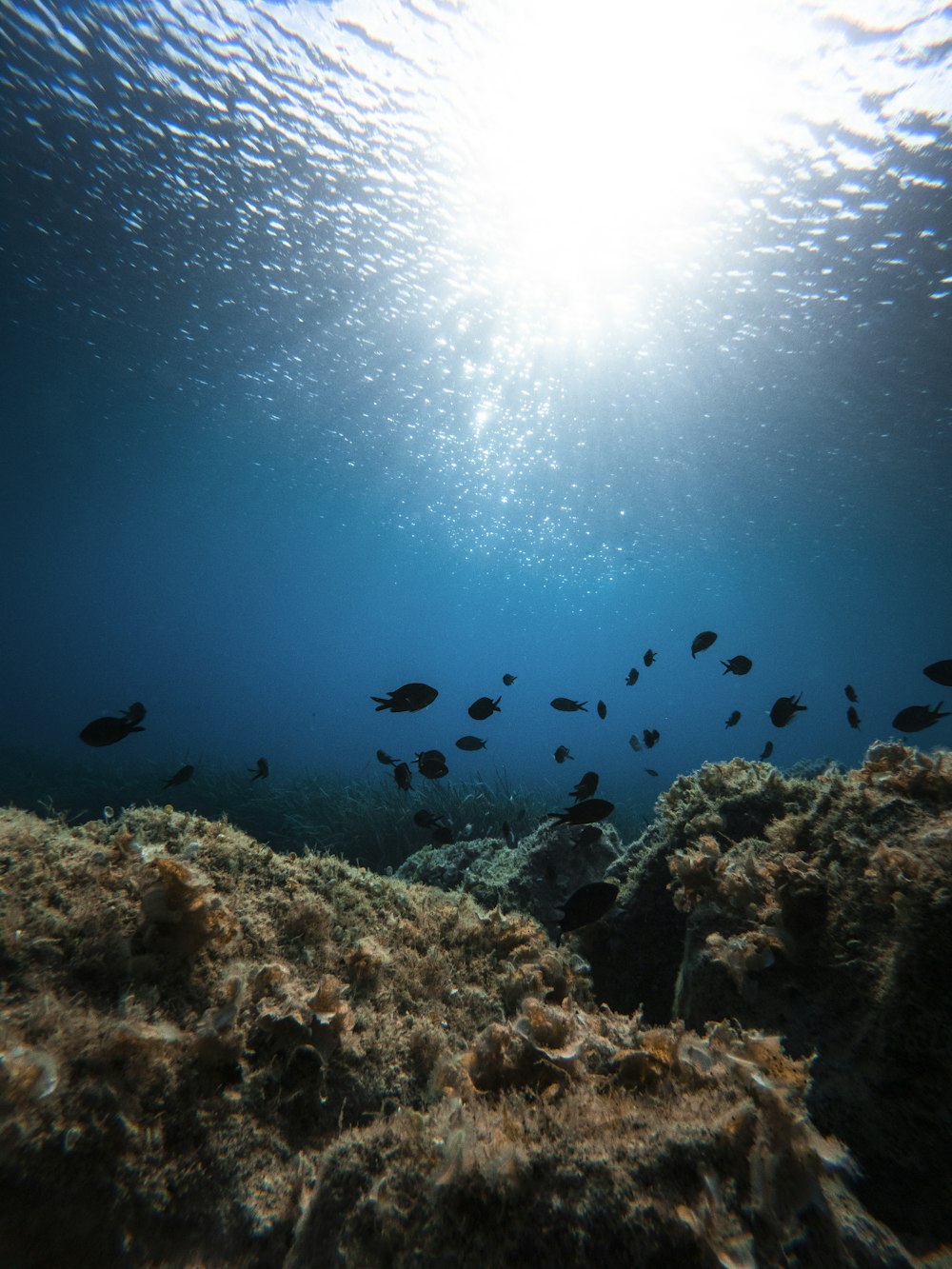 school of fish in water