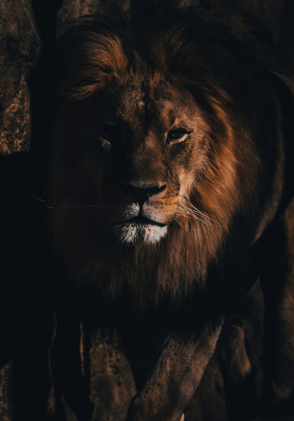 lion lying on brown rock