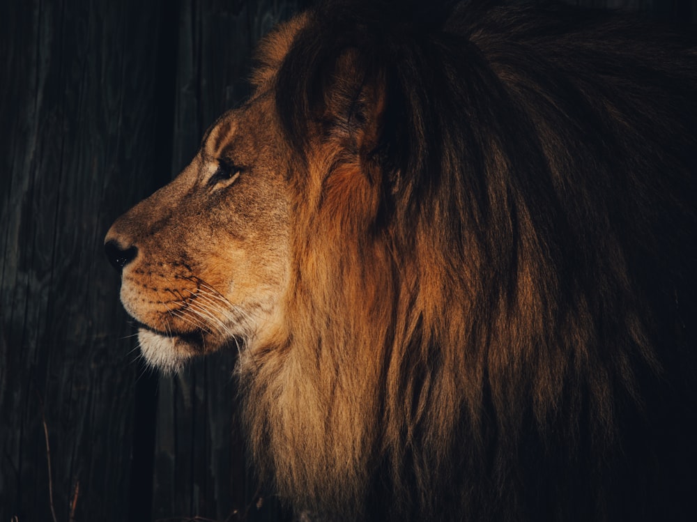 Lion couché sur une clôture en bois noir