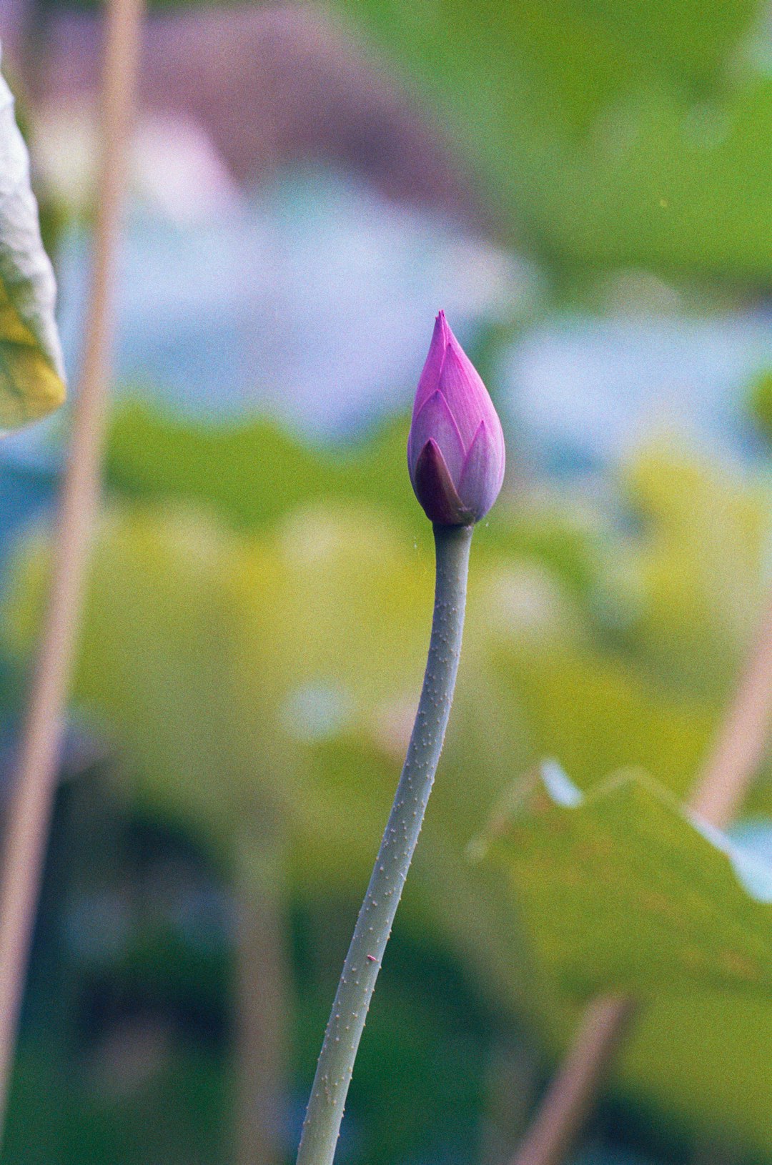 pink flower bud in tilt shift lens