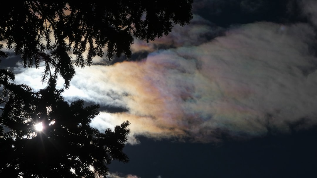 silhouette of trees under cloudy sky during daytime