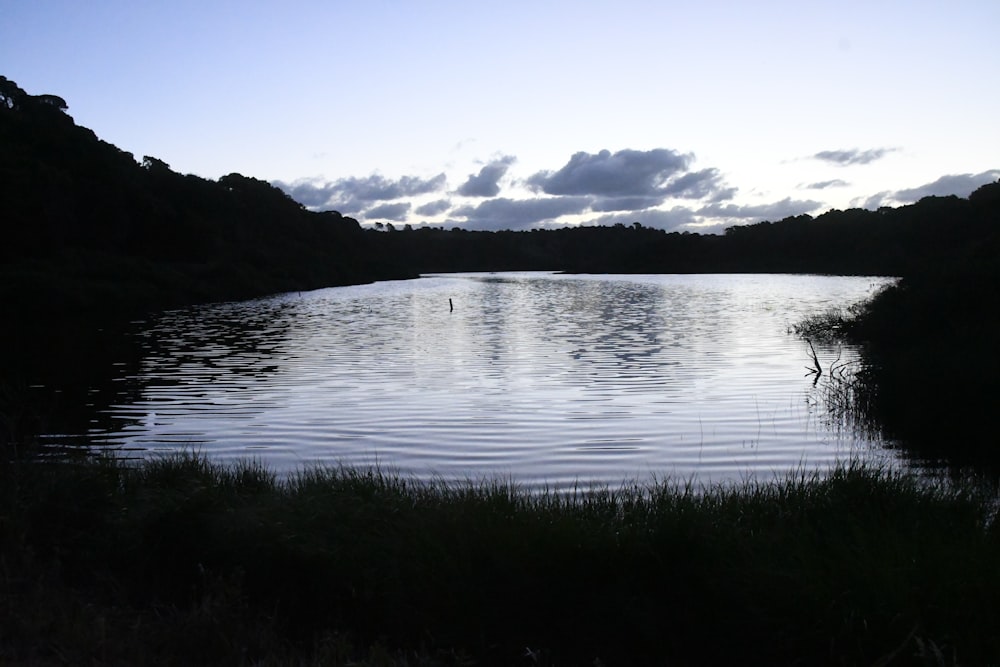 green grass near body of water during daytime