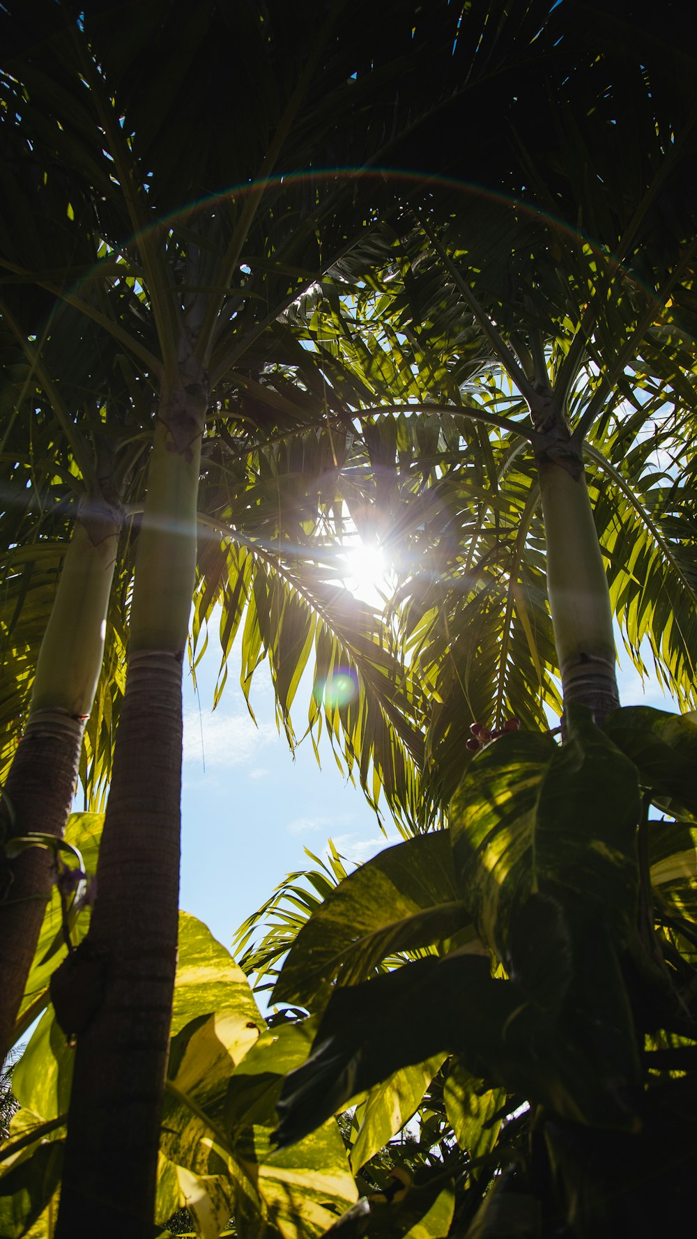 green coconut tree under blue sky during daytime