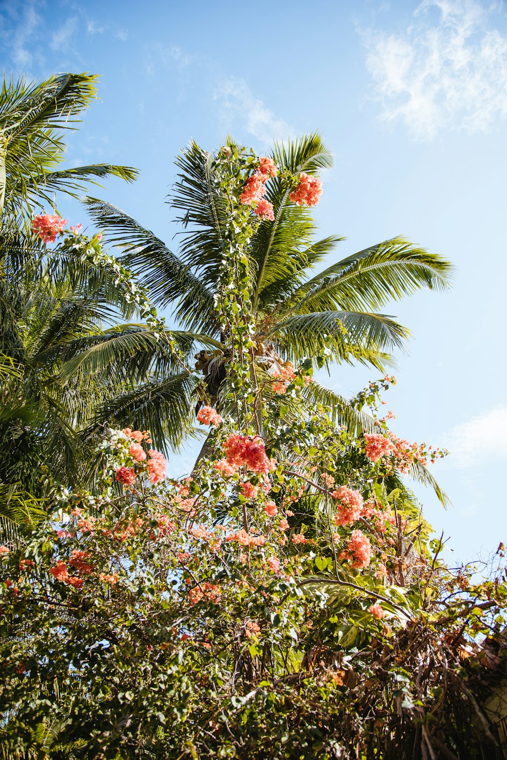 green palm tree under blue sky during daytime