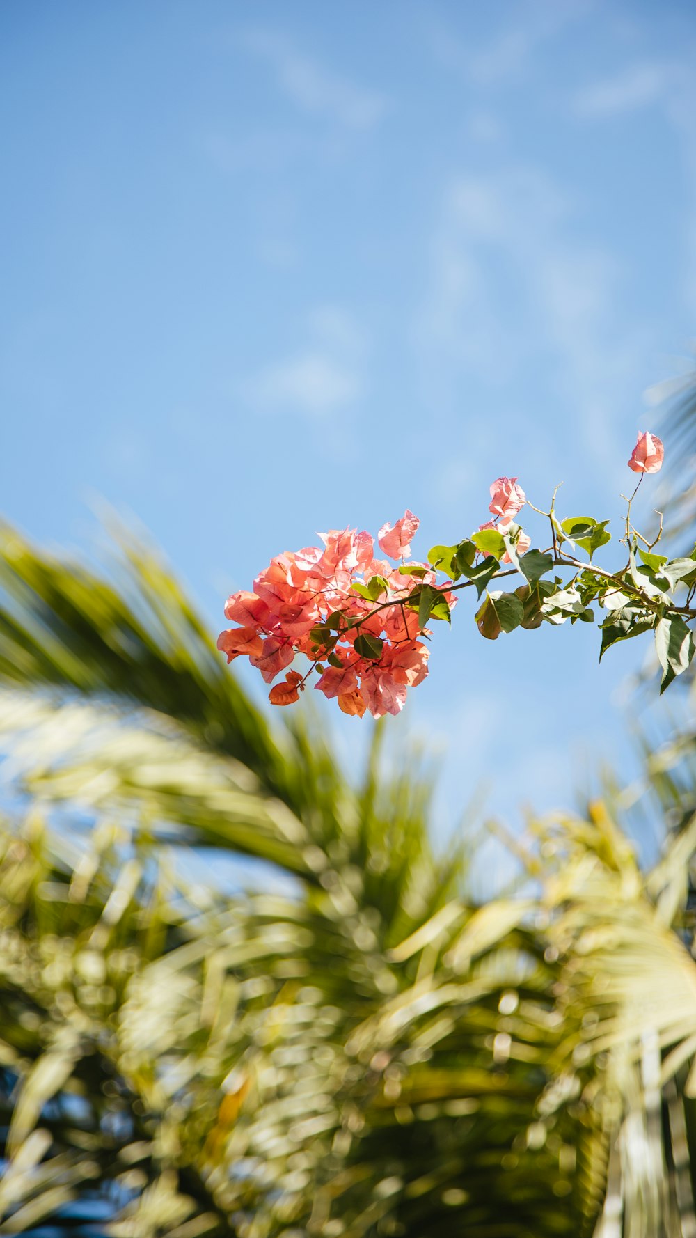 red flower in tilt shift lens