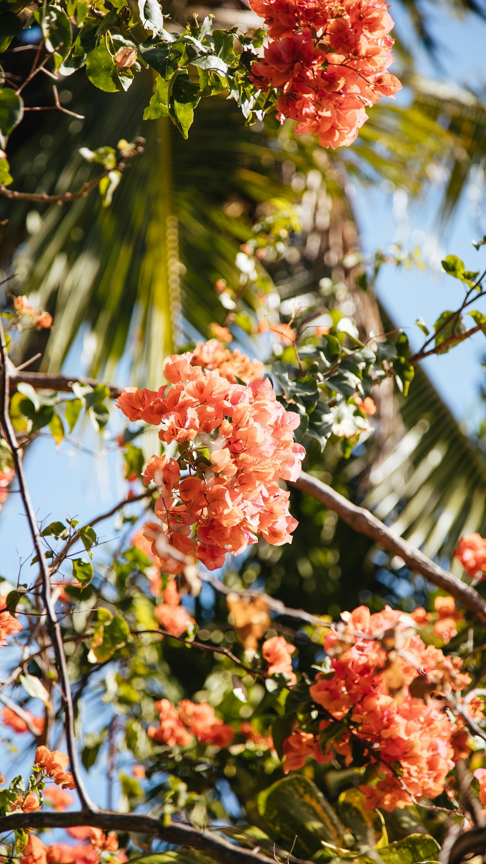 pink flower on tree branch during daytime