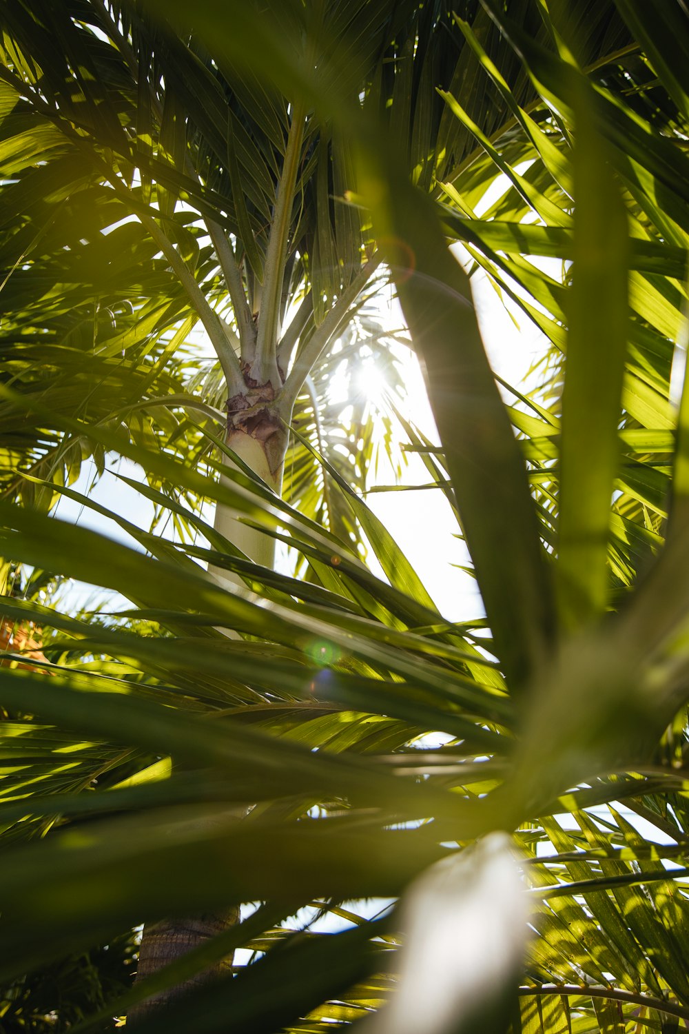 green palm tree during daytime