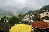 Mr. Deepak Bhatt carefully selecting herbs in a serene mountain setting.