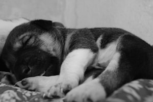 Luna Pup