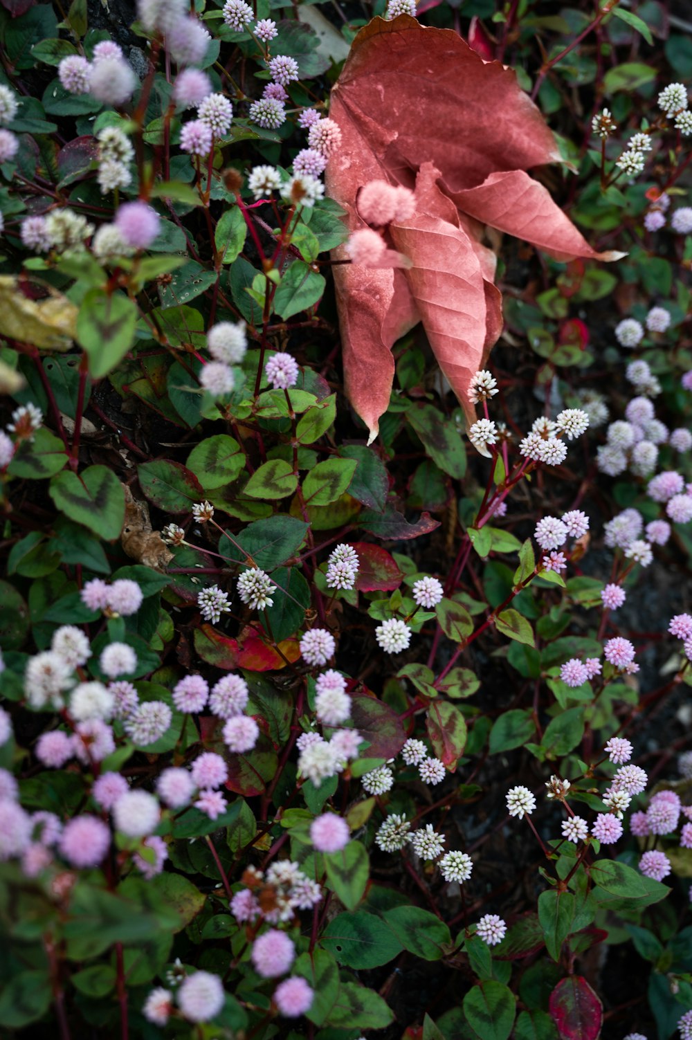 red and white flowers with green leaves