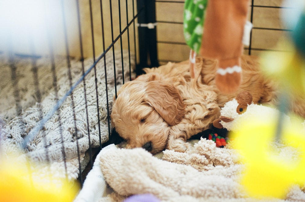 brown long coated small dog on white textile