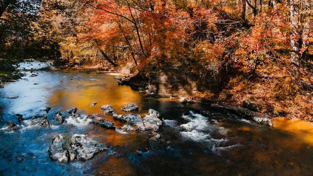 brown trees beside river during daytime