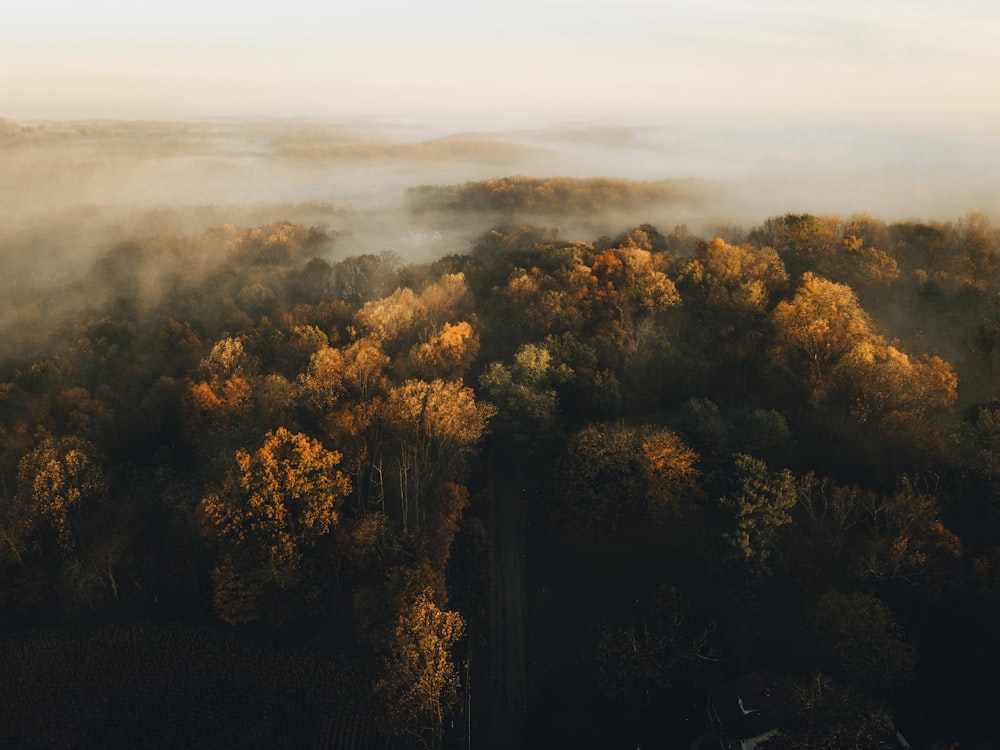 green trees under white clouds