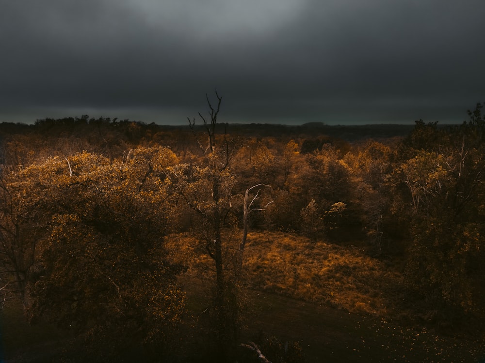 green and brown trees under gray sky