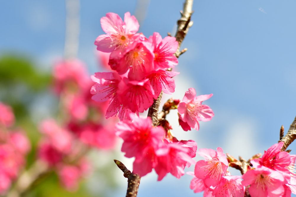 pink flowers in tilt shift lens