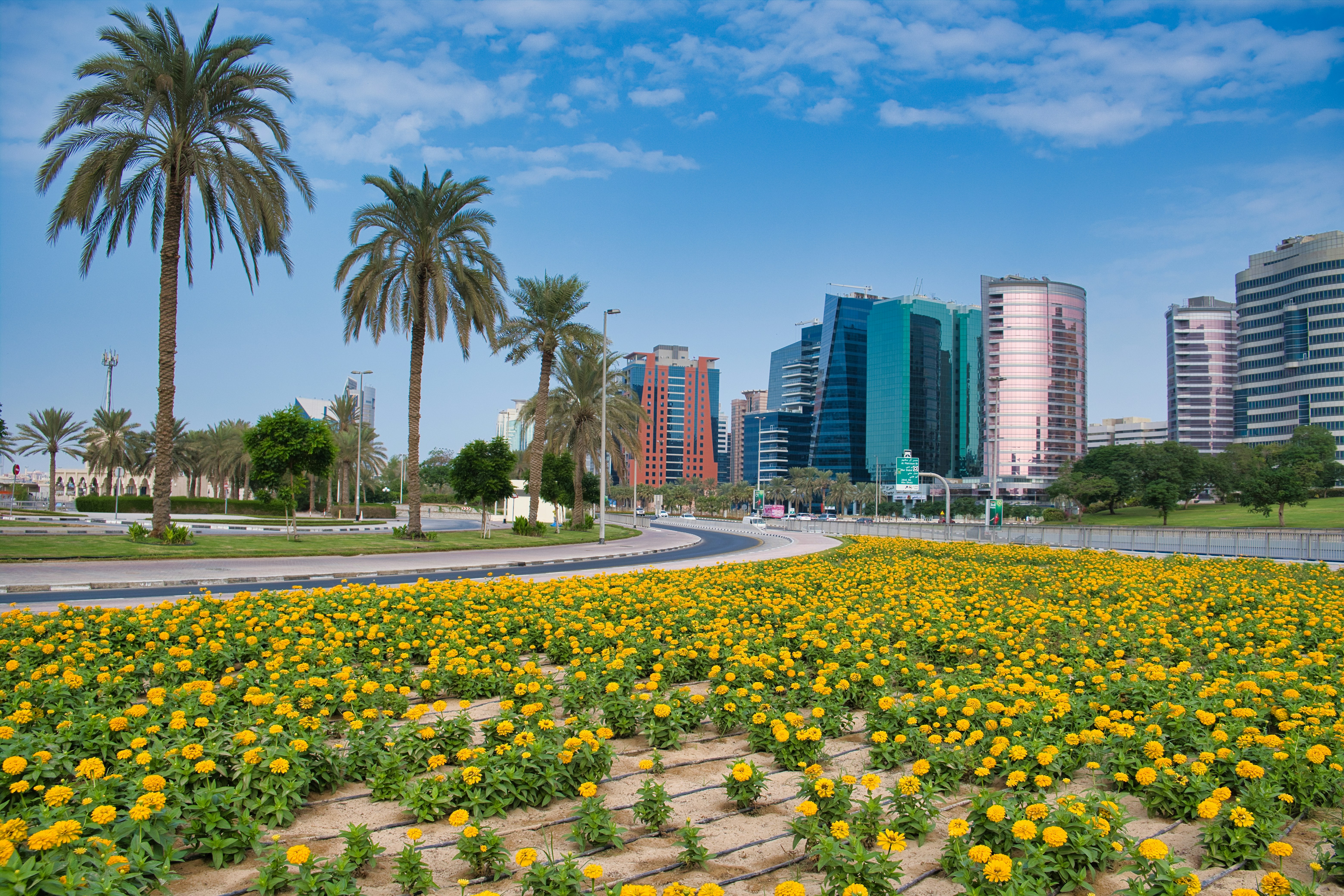 yellow flowers on the side of the road