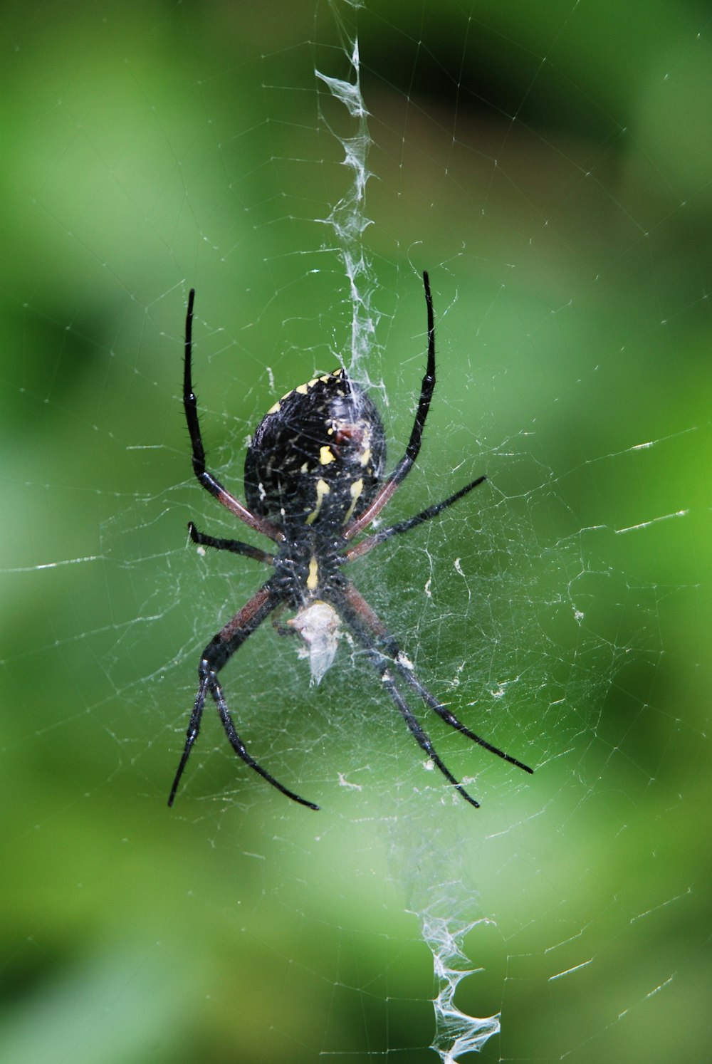 black and white spider on web during daytime