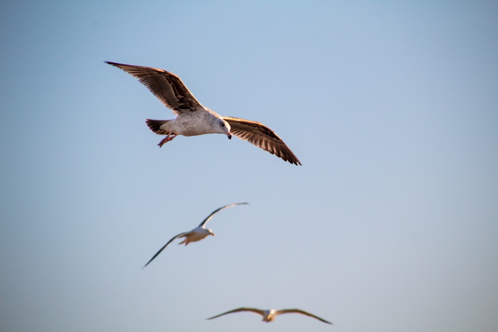 white and brown bird flying during daytime