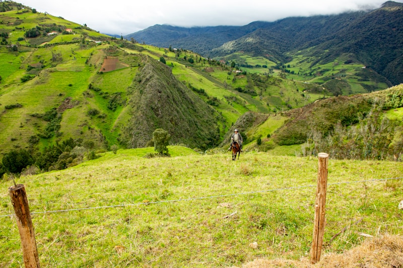 Cachiguaico