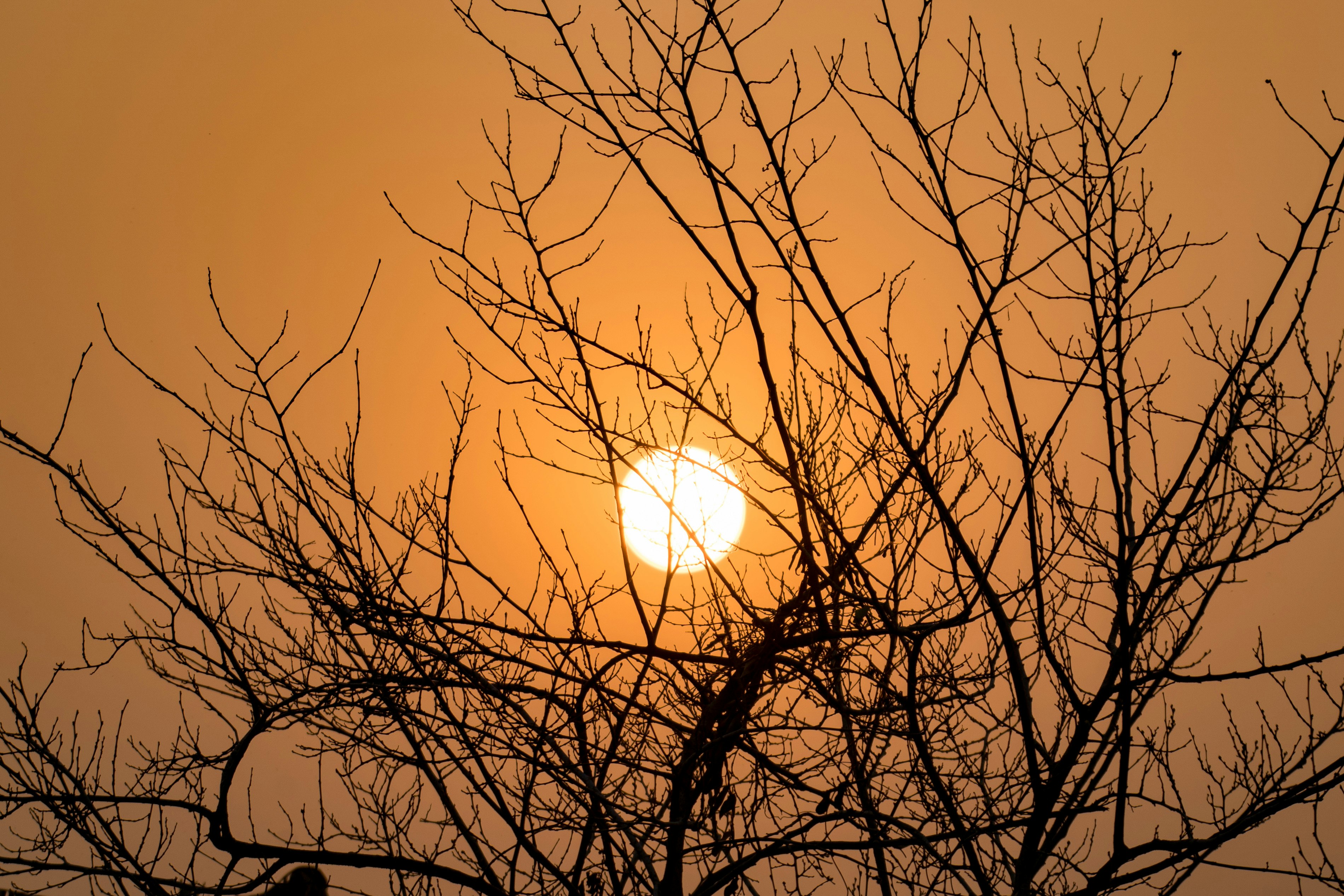 bare tree under blue sky during daytime