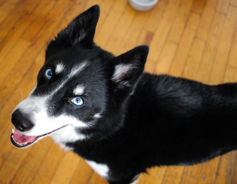 black and white siberian husky puppy