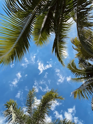 green palm tree under blue sky during daytime