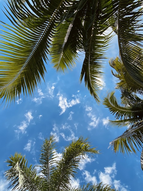 green palm tree under blue sky during daytime