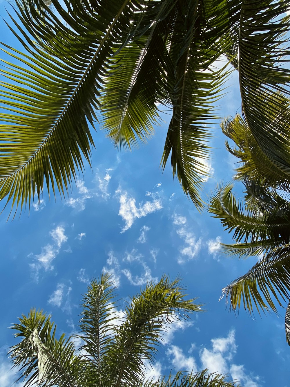 Palmera verde bajo el cielo azul durante el día