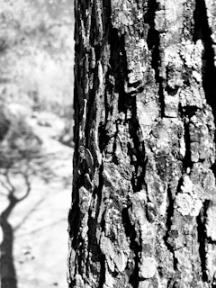Close-up black and white image of a textured tree bark showing intricate patterns.