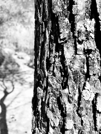 Close-up black and white image of a textured tree bark showing intricate patterns.
