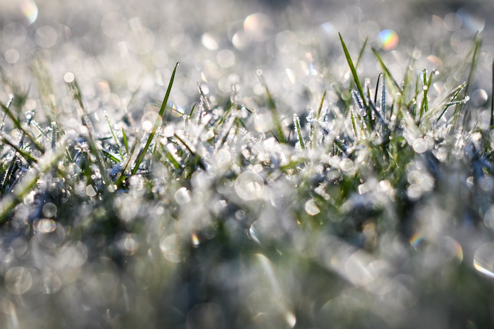 water droplets on green grass during daytime