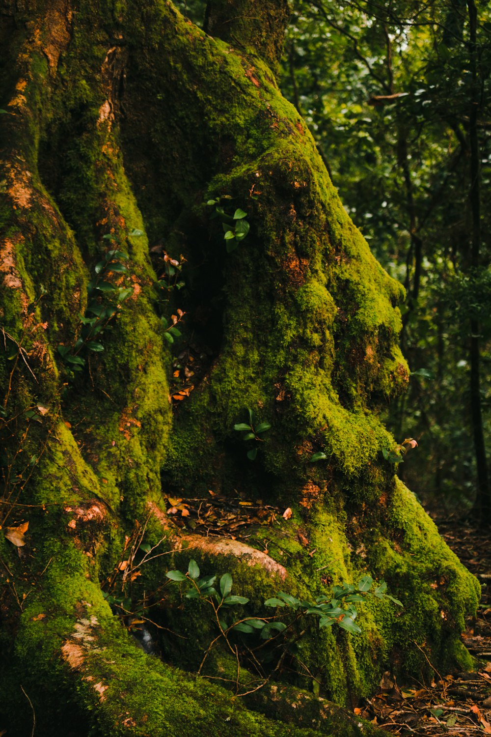 green moss on brown tree trunk