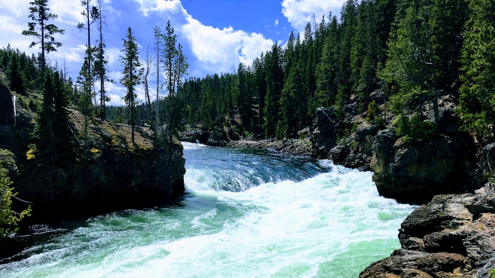 green pine trees beside river during daytime