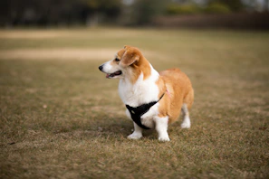 A small, brown and white corgi is standing on a grassy field, wearing a black harness, with its head turned to the side.