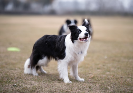 A black and white Border Collie stands on a grassy field with its mouth open, appearing alert and energetic. In the background, there are blurred images of other similar dogs.