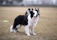 A Border Collie attentively herding sheep in a sunny field.