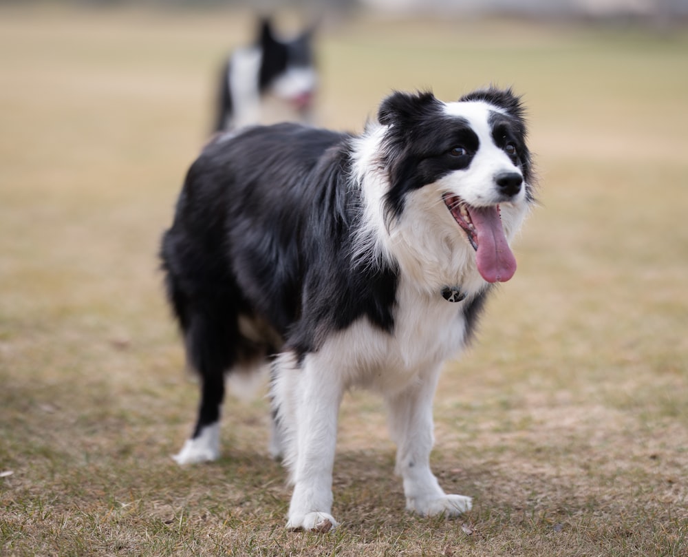 border collie in bianco e nero che corre sul campo di erba verde durante il giorno