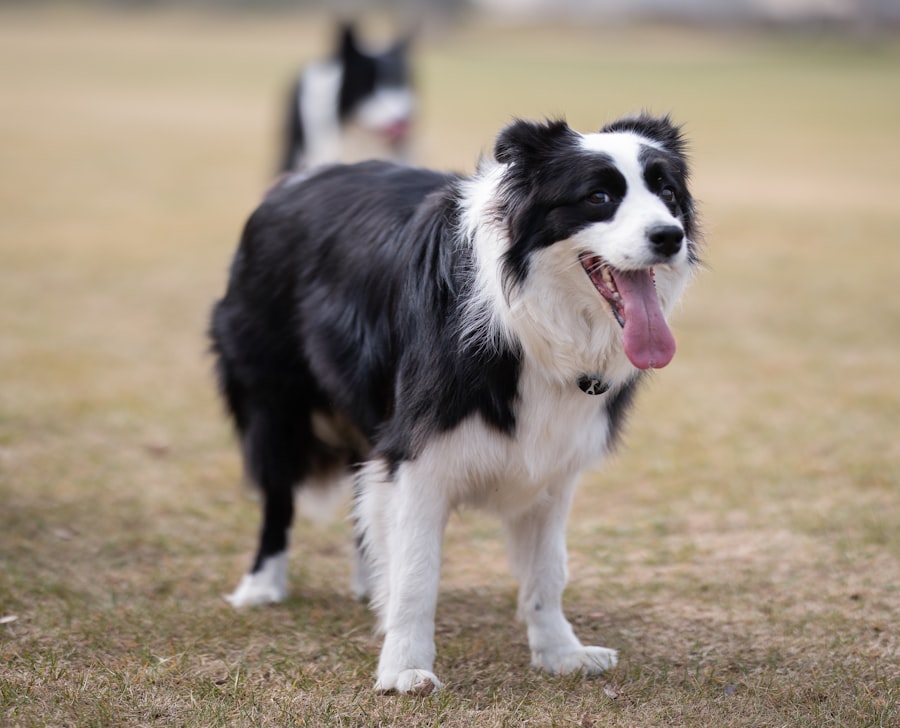 A medium-sized dog holding a standing stay position on grass during an outdoor obedience training session