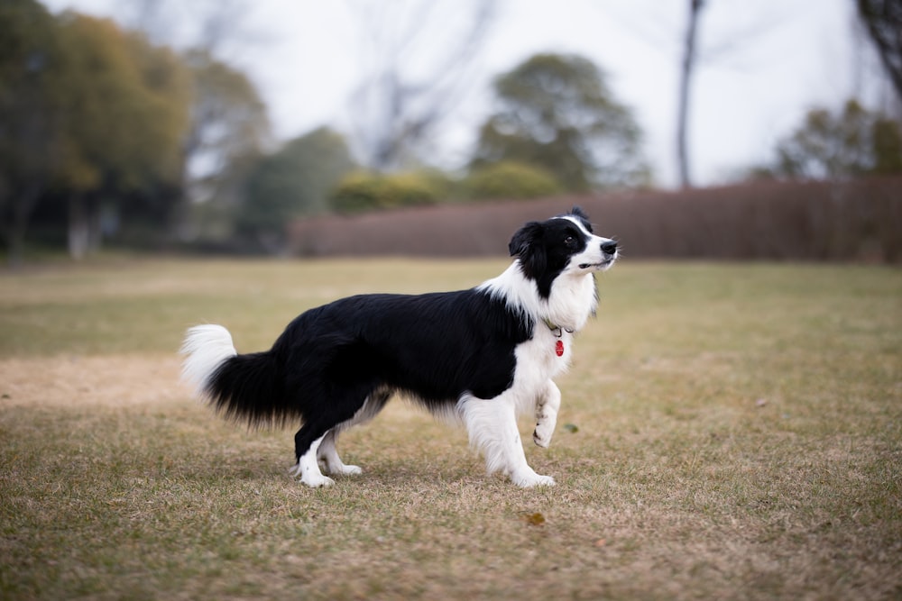 black and white border collie puppy on green grass field during daytime