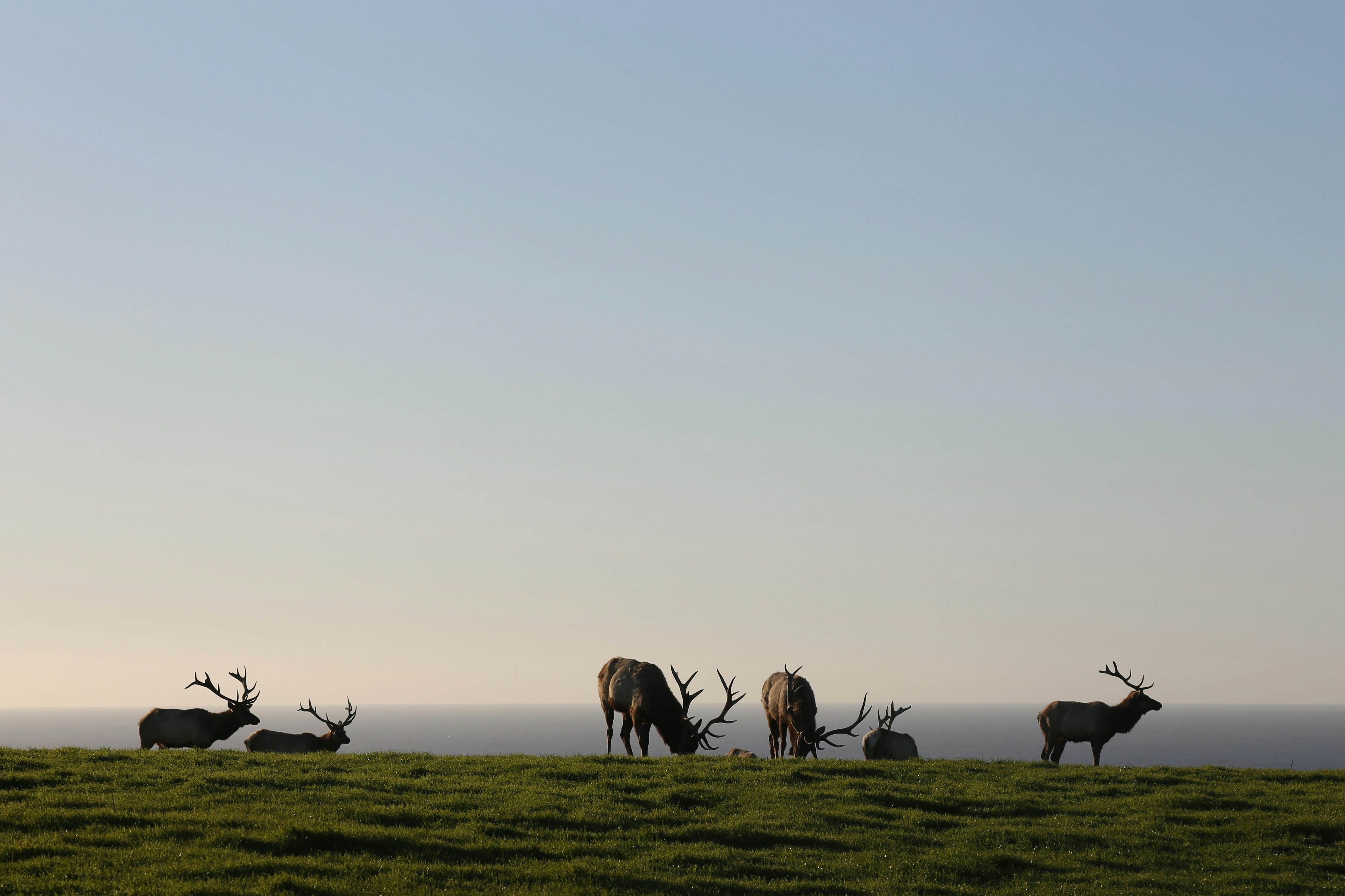 herd of horses on green grass field during daytime