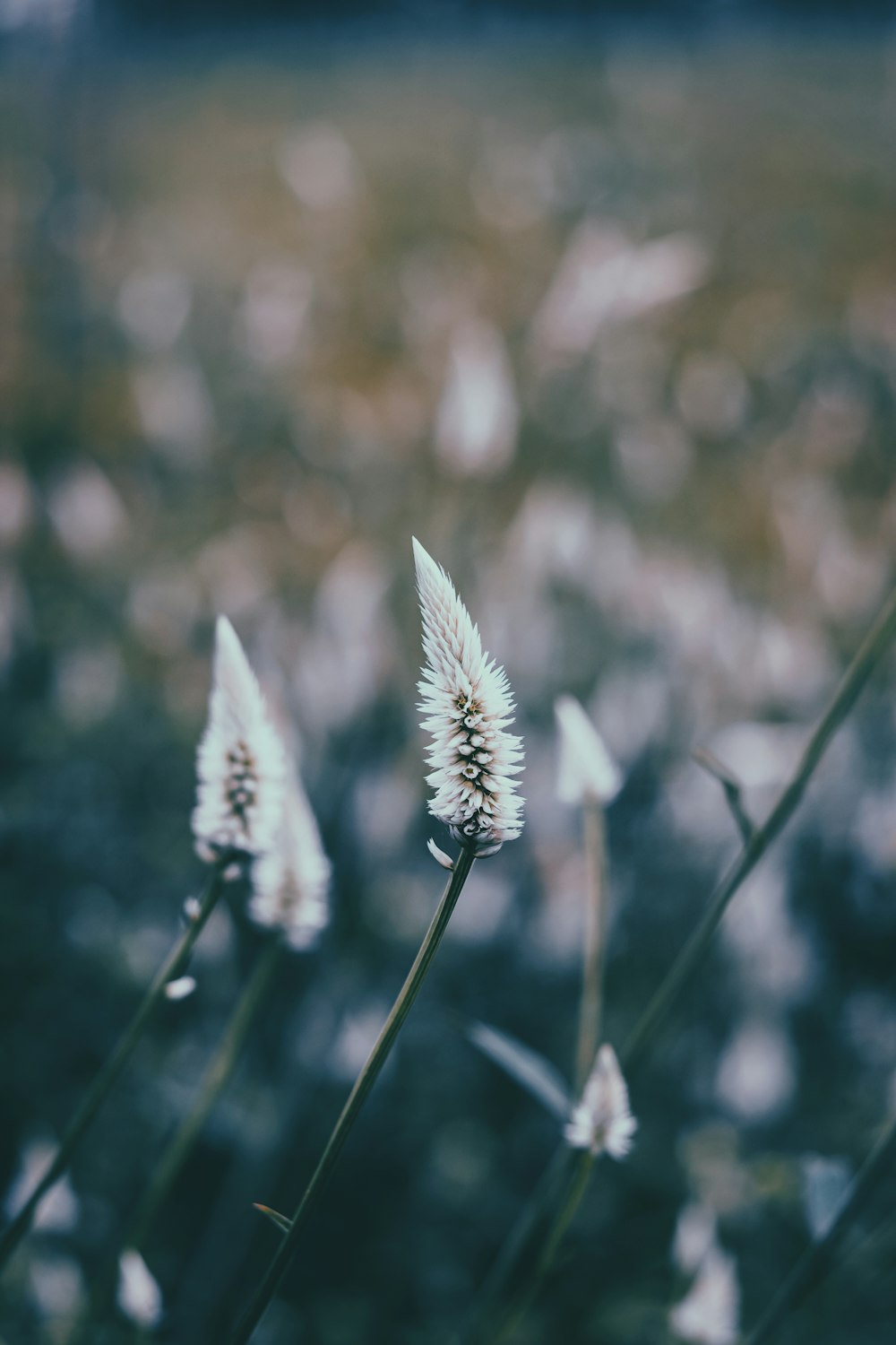 white and green flower in tilt shift lens