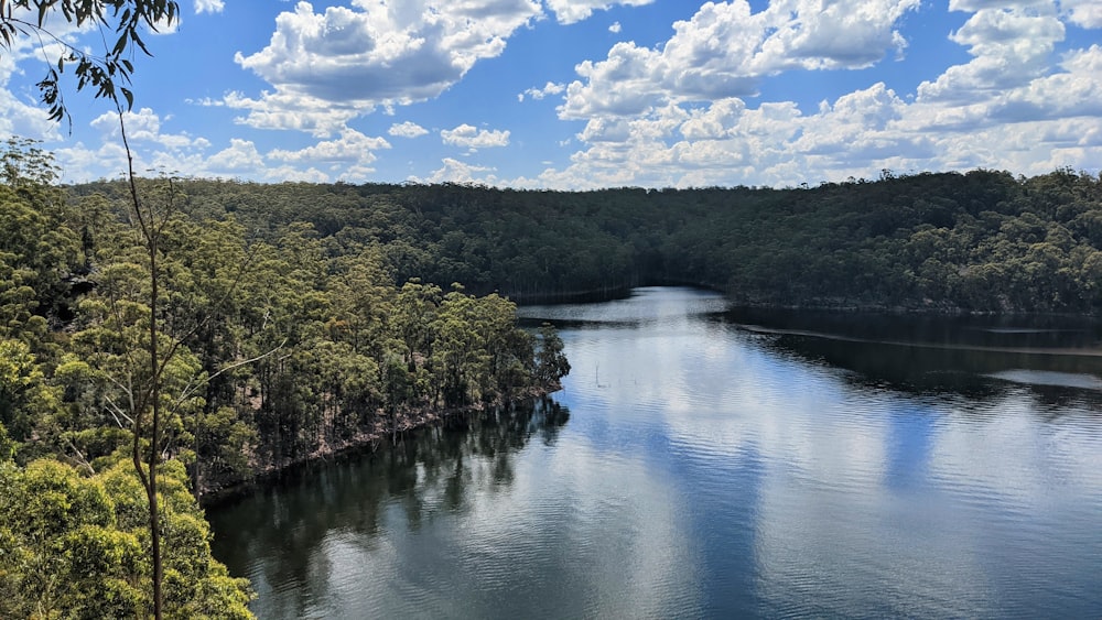 green trees beside river under blue sky during daytime