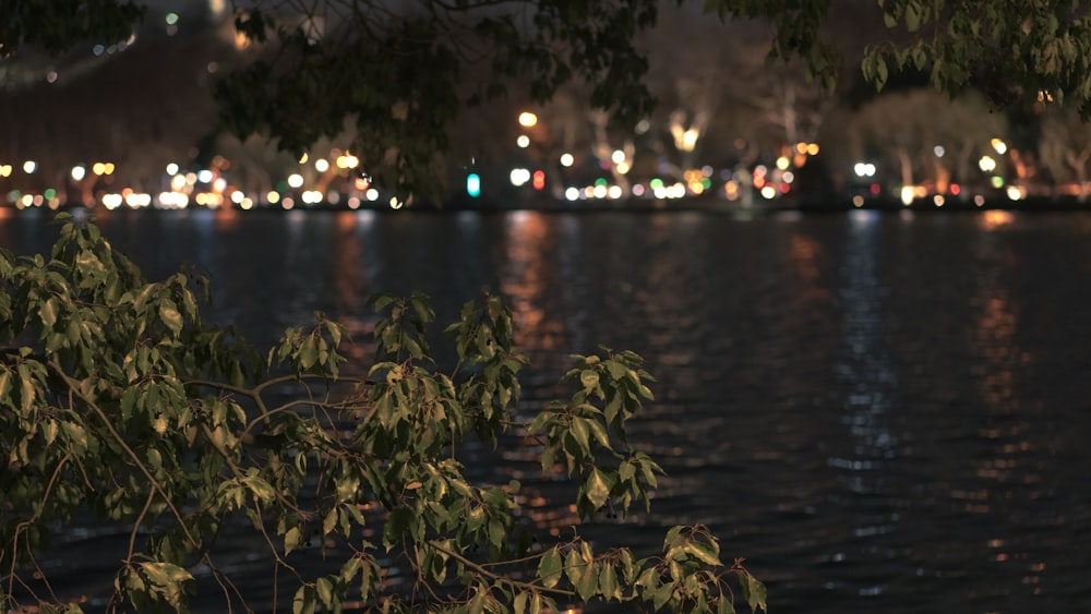 green leaves with bokeh lights